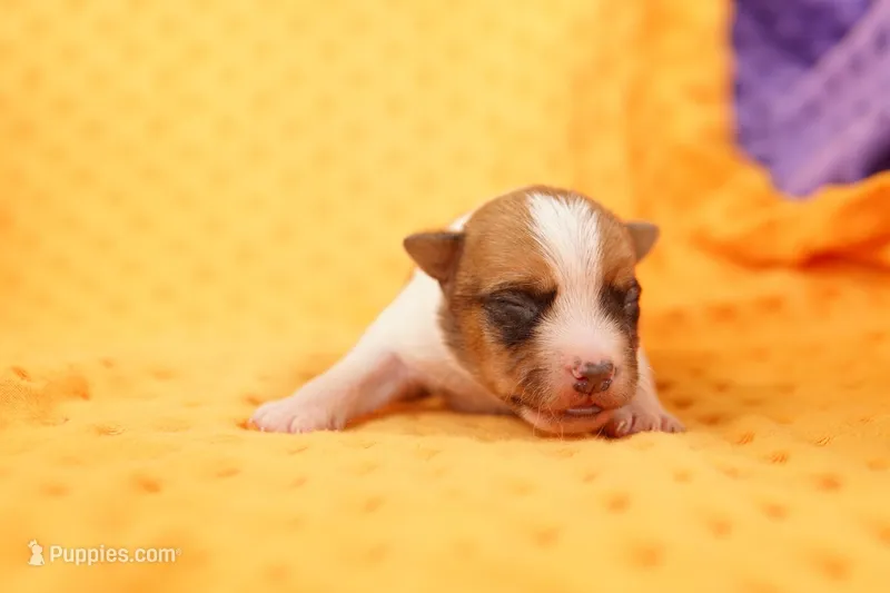 SUPERIOR – Jack Russell Terrier puppy for sale in Lake Mills, IA