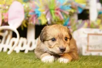 JANET, a female Pomeranian and Bichpoo for sale in Lake Mills, IA – Photo 2 of 3