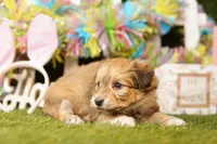 JANET, a female Pomeranian and Bichpoo for sale in Lake Mills, IA – Photo 3 of 3