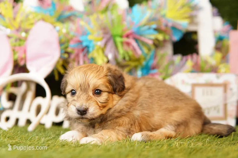 JANET – Pomeranian, Bichpoo puppy for sale in Lake Mills, IA