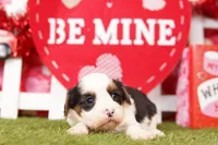 PEPSI, a male Cavalier King Charles Spaniel and Shih Tzu for sale in Lake Mills, IA – Photo 5 of 5