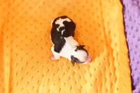 PEPSI, a male Cavalier King Charles Spaniel and Shih Tzu for sale in Lake Mills, IA – Photo 3 of 5