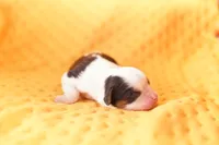 PEPSI, a male Cavalier King Charles Spaniel and Shih Tzu for sale in Lake Mills, IA – Photo 2 of 5