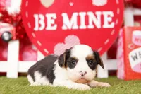 PEPSI, a male Cavalier King Charles Spaniel and Shih Tzu for sale in Lake Mills, IA – Photo 1 of 5