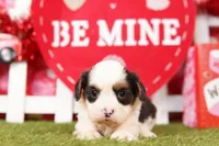 PEPSI, a male Cavalier King Charles Spaniel and Shih Tzu for sale in Lake Mills, IA – Photo 4 of 5