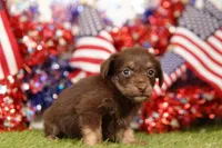 MUGGY, a female Chipoo for sale in Lake Mills, IA – 3 of 3
