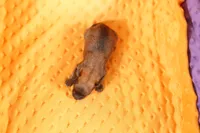 processed/2591c545-fb02-4cb5-b864-def449bf5d1b/listing/6a35f588-96ed-4f7e-aeb6-fbe813cd3a4a/3359a05c-2f54-4635-8791-0ad97edaa0b1