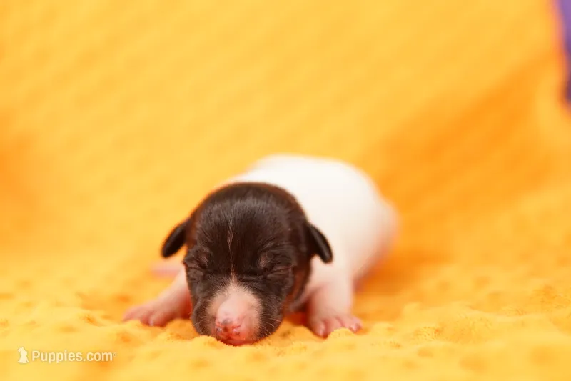 MONICA – Rat Terrier puppy for sale in Lake Mills, IA