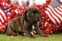 CHANGE, a female Puggle for sale in Lake Mills, IA – 3 of 3