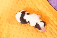 MT. DEW, a female Cavalier King Charles Spaniel and Shih Tzu for sale in Lake Mills, IA – Photo 3 of 5