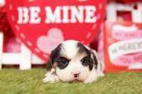 MT. DEW, a female Cavalier King Charles Spaniel and Shih Tzu for sale in Lake Mills, IA – Photo 5 of 5