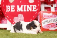 MT. DEW, a female Cavalier King Charles Spaniel and Shih Tzu for sale in Lake Mills, IA – Photo 4 of 5