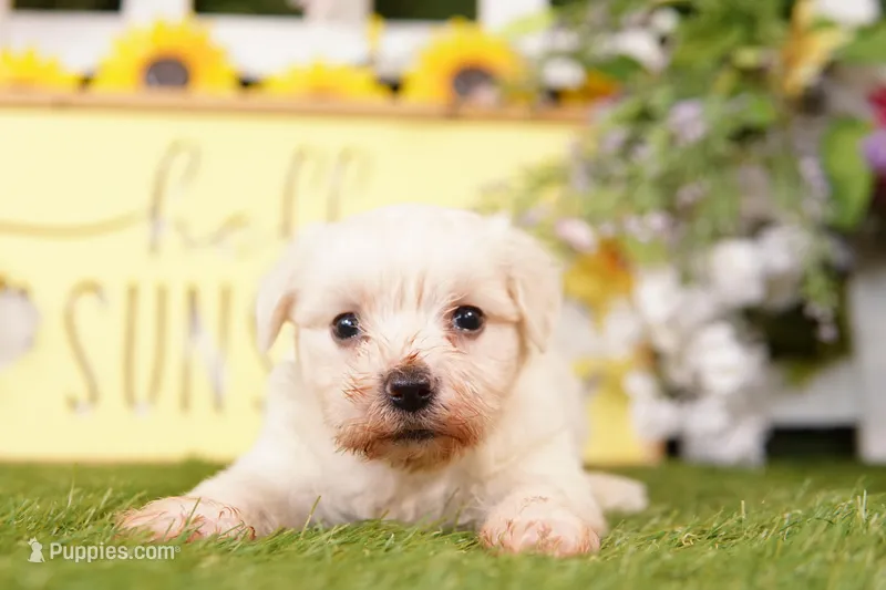 FATE – Bichon Frise, Maltese puppy for sale in Lake Mills, IA