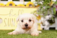 FATE, a female Bichon Frise and Maltese for sale in Lake Mills, IA – 1 of 3