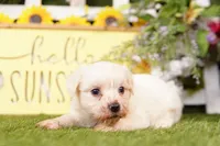 FATE, a female Bichon Frise and Maltese for sale in Lake Mills, IA – 2 of 3