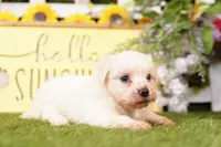 FATE, a female Bichon Frise and Maltese for sale in Lake Mills, IA – 3 of 3