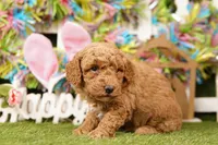 SCALENE, a male Bichpoo for sale in Lake Mills, IA – Photo 2 of 3