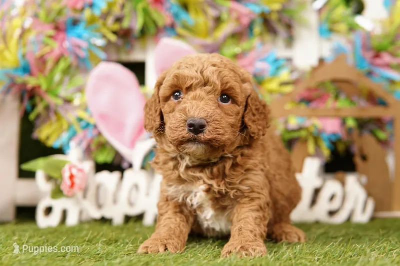 SCALENE – Bichpoo puppy for sale in Lake Mills, IA