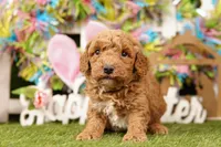 SCALENE, a male Bichpoo for sale in Lake Mills, IA – Photo 1 of 3