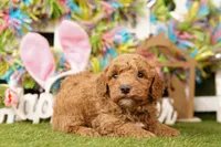 SCALENE, a male Bichpoo for sale in Lake Mills, IA – Photo 3 of 3