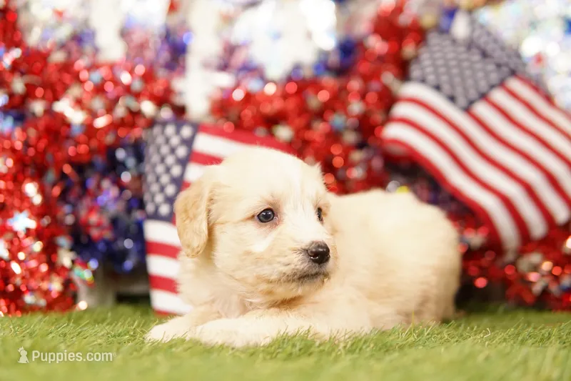 PEACH – Aussiedoodle puppy for sale in Lake Mills, IA
