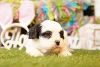 BRIE, a female Cavalier King Charles Spaniel and Shichon for sale in Lake Mills, IA – Photo 2 of 3