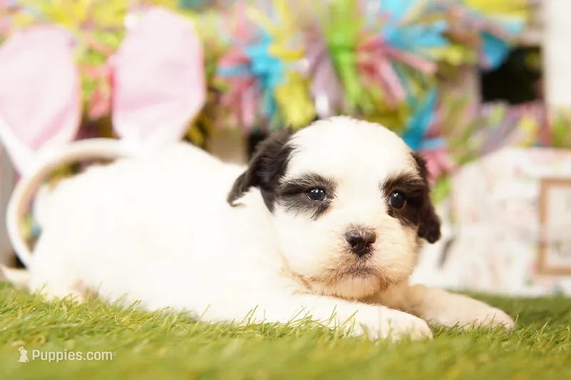 BRIE – Cavalier King Charles Spaniel, Shichon puppy for sale in Lake Mills, IA
