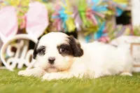 BRIE, a female Cavalier King Charles Spaniel and Shichon for sale in Lake Mills, IA – Photo 3 of 3