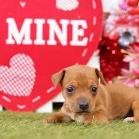 MALT, a male Miniature Pinscher for sale in Lake Mills, IA – Photo 1 of 5