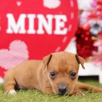 MALT, a male Miniature Pinscher for sale in Lake Mills, IA – Photo 5 of 5