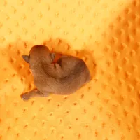 MALT, a male Miniature Pinscher for sale in Lake Mills, IA – Photo 3 of 5