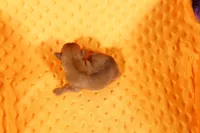 processed/2591c545-fb02-4cb5-b864-def449bf5d1b/listing/73622fa9-bbd4-4fc5-8921-265d0d1dc95d/68e69386-8e3b-4826-9ab8-c8f1e95b7e44