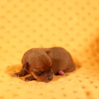 MALT, a male Miniature Pinscher for sale in Lake Mills, IA – Photo 2 of 5