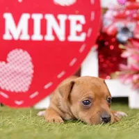 MALT, a male Miniature Pinscher for sale in Lake Mills, IA – Photo 4 of 5