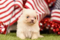 SUGAR BOWL, a female Pomeranian for sale in Lake Mills, IA – 2 of 3