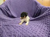 RACHEL, a female Rat Terrier for sale in Lake Mills, IA – 2 of 4
