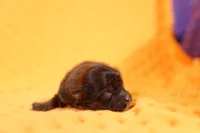 POINT BREAK, a male Pomeranian and Shih Tzu for sale in Lake Mills, IA – Photo 1 of 2