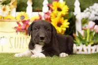 FASTBACK, a female Old English Sheepdog and Great Dane for sale in Lake Mills, IA – Photo 1 of 3