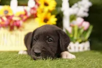 FASTBACK, a female Old English Sheepdog and Great Dane for sale in Lake Mills, IA – Photo 2 of 3