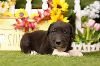 FASTBACK, a female Old English Sheepdog and Great Dane for sale in Lake Mills, IA – Photo 3 of 3