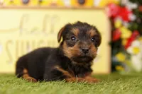 PROTON, a female Yorkshire Terrier for sale in Lake Mills, IA – 2 of 3