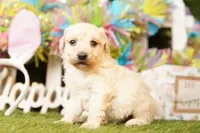 HAWTHORNE, a male Poodle - Miniature  for sale in Lake Mills, IA – Photo 2 of 3