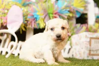 HAWTHORNE, a male Poodle - Miniature  for sale in Lake Mills, IA – Photo 3 of 3