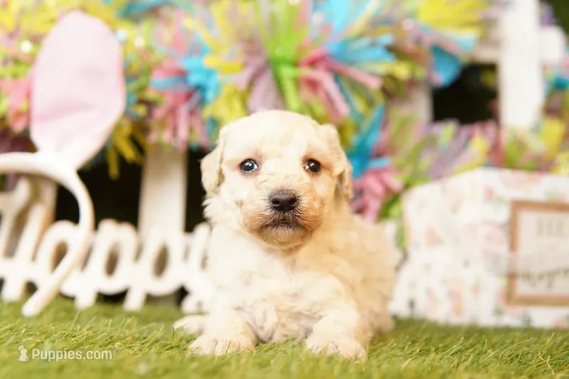 HAWTHORNE – Poodle - Miniature  puppy for sale in Lake Mills, IA