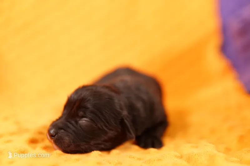 UFO – Aussiedoodle puppy for sale in Lake Mills, IA