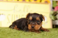 FREEDOM, a male Yorkshire Terrier for sale in Lake Mills, IA – 3 of 3