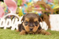 SUMMER, a male Yorkshire Terrier for sale in Lake Mills, IA – Photo 2 of 3