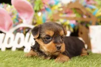 SUMMER, a male Yorkshire Terrier for sale in Lake Mills, IA – Photo 3 of 3