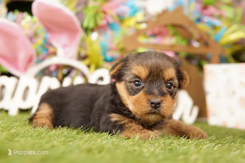 SUMMER – Yorkshire Terrier puppy for sale in Lake Mills, IA