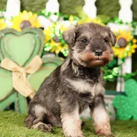 PETER, a male Miniature Schnauzer for sale in Lake Mills, IA – Photo 3 of 3